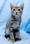 Skeeter the Silly but Charming Kitten