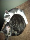 Skeeter the Silly but Charming Kitten