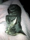 Skeeter the Silly but Charming Kitten