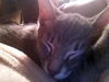 Skeeter the Silly but Charming Kitten