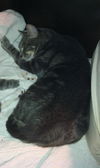 Skeeter the Silly but Charming Kitten