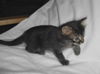 Cubby the Fun Maine Coon Mix Kitten