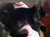 Cubby the Fun Maine Coon Mix Kitten