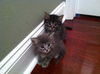 Cubby the Fun Maine Coon Mix Kitten