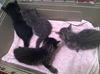 Cubby the Fun Maine Coon Mix Kitten