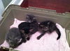 Cubby the Fun Maine Coon Mix Kitten