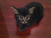 Cubby the Fun Maine Coon Mix Kitten