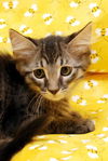 Cubby the Fun Maine Coon Mix Kitten