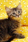 Cubby the Fun Maine Coon Mix Kitten