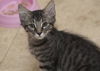 Cubby the Fun Maine Coon Mix Kitten