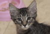 Cubby the Fun Maine Coon Mix Kitten