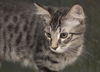 Cubby the Fun Maine Coon Mix Kitten