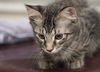 Cubby the Fun Maine Coon Mix Kitten