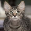 Cubby the Fun Maine Coon Mix Kitten