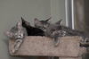 Cubby the Fun Maine Coon Mix Kitten