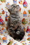 Cubby the Fun Maine Coon Mix Kitten