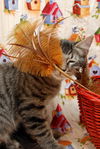 Cubby the Fun Maine Coon Mix Kitten