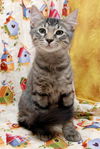 Cubby the Fun Maine Coon Mix Kitten