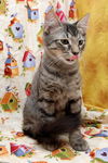 Cubby the Fun Maine Coon Mix Kitten