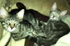 Cubby the Fun Maine Coon Mix Kitten