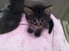 Sophia the Gorgeous Kitten