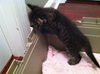 Sophia the Gorgeous Kitten