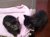 Sophia the Gorgeous Kitten