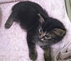 Sophia the Gorgeous Kitten