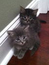 Sophia the Gorgeous Kitten