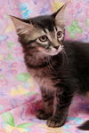 Sophia the Gorgeous Kitten