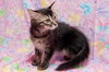 Sophia the Gorgeous Kitten