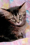 Sophia the Gorgeous Kitten