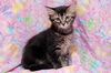 Sophia the Gorgeous Kitten