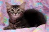 Sophia the Gorgeous Kitten