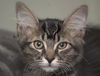 Sophia the Gorgeous Kitten