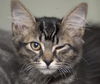 Sophia the Gorgeous Kitten