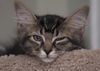 Sophia the Gorgeous Kitten
