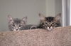 Sophia the Gorgeous Kitten