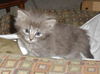 Peadoodle the Snuggly Kitten