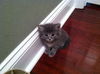 Peadoodle the Snuggly Kitten