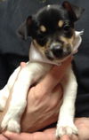 Mel the Rat Terrier Puppy