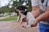 Mel the Rat Terrier Puppy