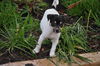 Mel the Rat Terrier Puppy