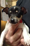 Francis the Rat Terrier Puppy