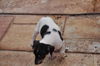 Francis the Rat Terrier Puppy