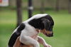 Francis the Rat Terrier Puppy