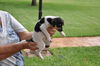 Francis the Rat Terrier Puppy