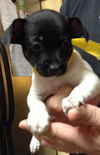 Amy the Rat Terrier Puppy