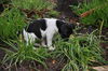 Amy the Rat Terrier Puppy