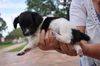 Shirley the Rat Terrier Puppy